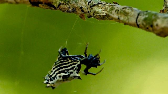 Spined Micrathena Spider смотреть онлайн
