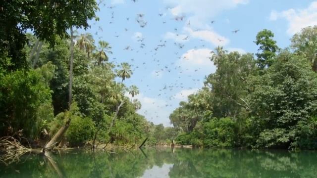 ТОП 10 ЖИВОТНЫХ С НЕОБЫЧНЫМИ СПОСОБНОСТЯМИ смотреть онлайн