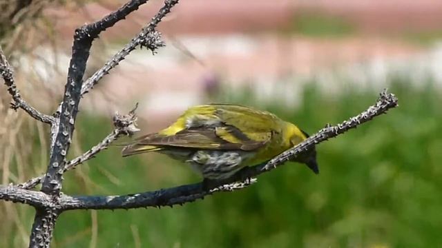 Чиж (Spinus spinus) смотреть онлайн