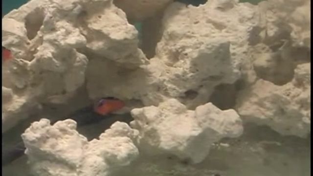 Baby neon dottybacks смотреть онлайн