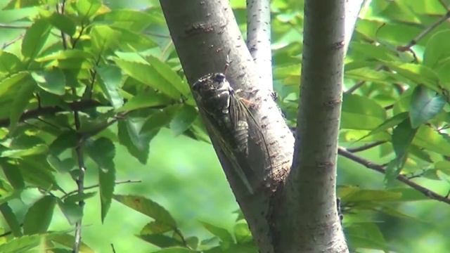 Cicada chirping and walking backwards to other trunk. смотреть онлайн