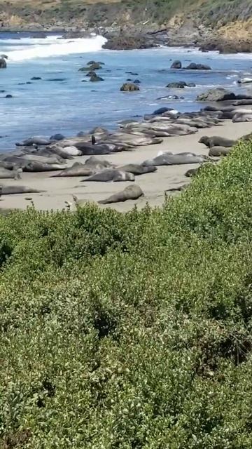 I got to see some Elephant Seals up close and personal b4 their mating season starts (theysALLmale) смотреть онлайн
