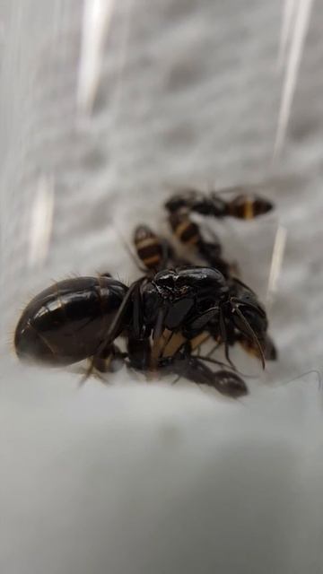 Camponotus aethiops (Latreille, 1798) - small colony from nupital flight 2021 Part II смотреть онлайн