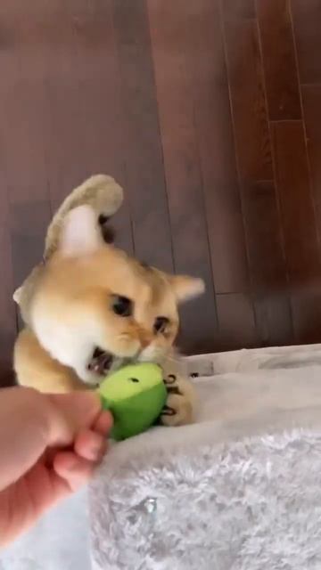 Watch Our #cat Go Crazy for the Crunchy Pickle Kicker Dental Toy #shortsviral #viral #cats #catlove смотреть онлайн