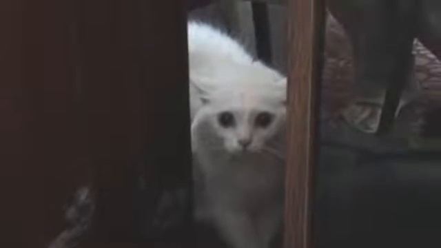 коте наехал-уходи подлец смотреть онлайн