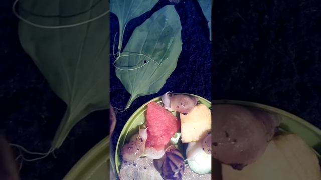 Улитята кушают арбуз! смотреть онлайн