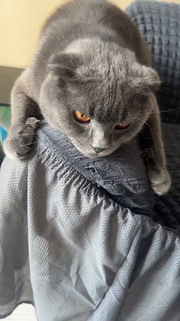 🔴КОТ СМОКИ🔴 смотреть онлайн