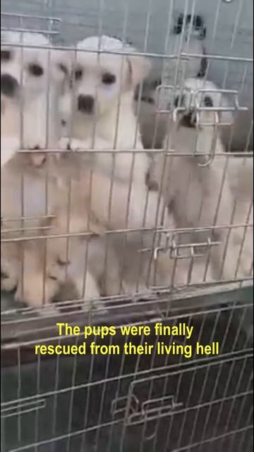 Seven Puppies Rescued From Living Hell- Some Survived смотреть онлайн