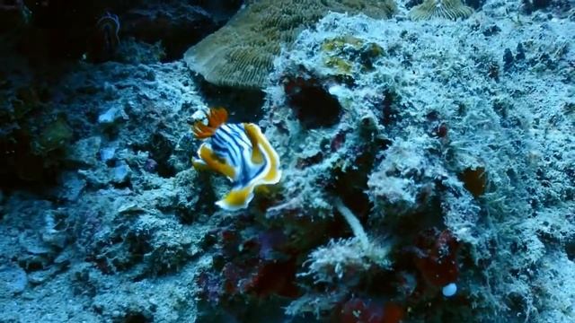 Chromodoris sp (Nudibranch) смотреть онлайн