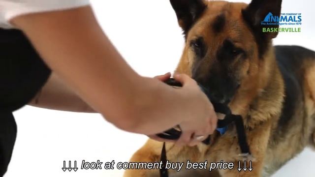 How to Fit The Baskerville ULTRA Muzzle смотреть онлайн