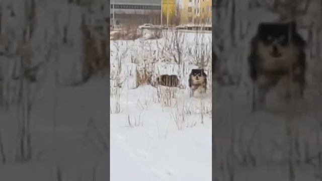 Триша и Клякса смотреть онлайн