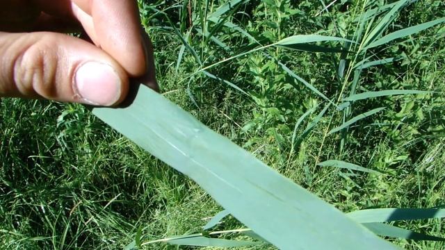 Button horn sheet wasp смотреть онлайн