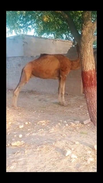 Why Are Camal Females So Quirky and Mystifying? смотреть онлайн