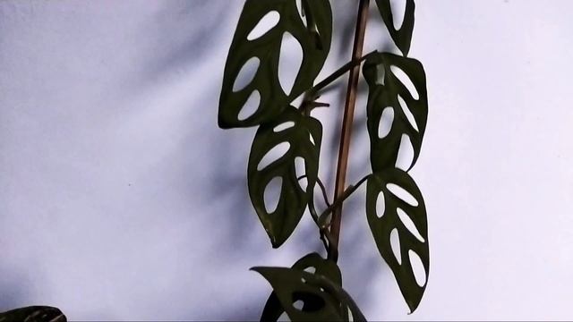 #Monstera adansonii / Janda Bolong смотреть онлайн