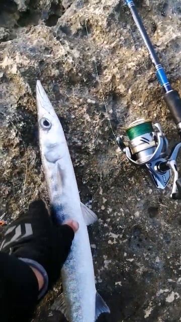 TROFE BARACUDA смотреть онлайн