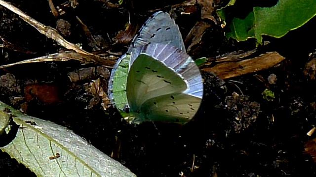 Holy blue - Boomblauwtje - Celastrina argulus смотреть онлайн