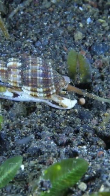 Beautiful beings you ever see, the ocean life | YO LUSH #shorts смотреть онлайн