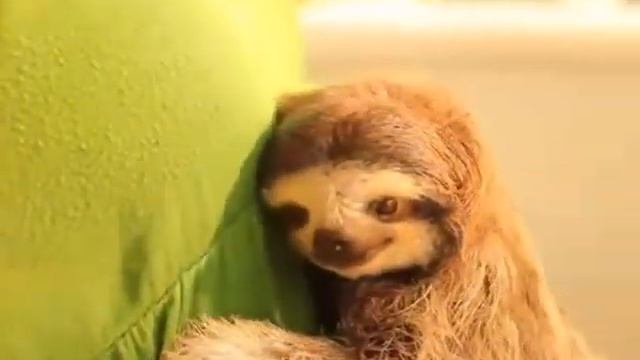 Подборка прикольных животных Март 2015 Приколы 2015 Смешное видео смотреть онлайн