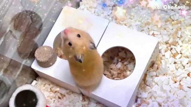 見上げる姿が激カワの💗 ゴールデンハムスター 【キラキラ星仕様】 смотреть онлайн