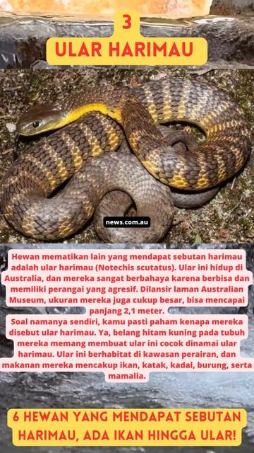 6 Hewan yang Mendapat Sebutan Harimau, Ada Ikan Hingga Ular! смотреть онлайн