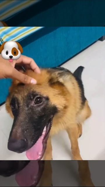 German shepherd ~ Mango | Jus a lil love sufficient for me смотреть онлайн