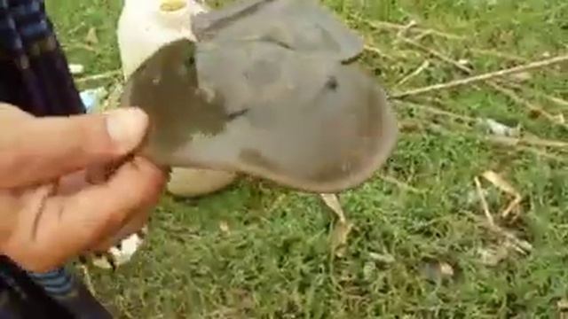 Il LImulo смотреть онлайн