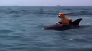 Дельфин и собака        Настоящая дружба!