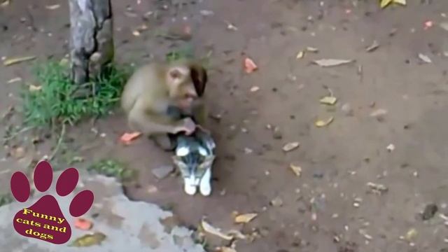 СМЕШНЫЕ КОШКИ 2021😹 И ДРУГИЕ ЖИВОТНЫЕ 🐶 СМЕШНЫЕ ЖИВОТНЫЕ 2021 / ЛУЧШИЕ ПРИКОЛЫ С КОТАМИ 👍 смотреть онлайн