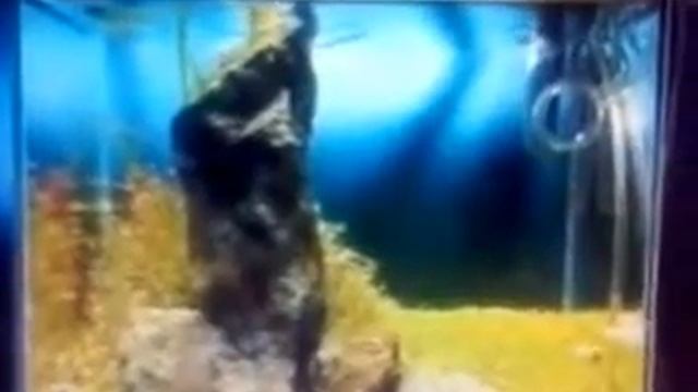 Кошечка на водопое. смотреть онлайн