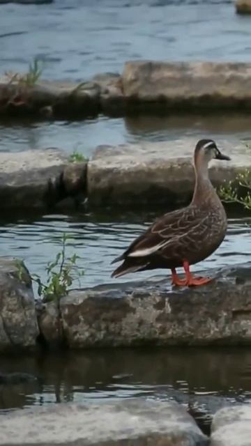 Wild Duck // 5 Ducklings // White-Cheeked Duck #shorts смотреть онлайн