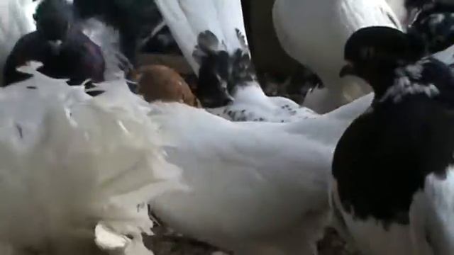 статные Дондукова Александра Павловича г.Уральск 2015 смотреть онлайн