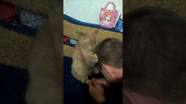 Запах кота смотреть онлайн
