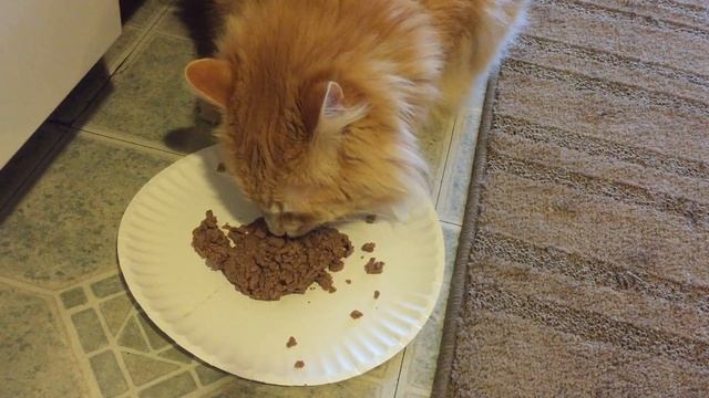 REVIEW: Blue Tasteful Wet Cat Food || Tuna Flavor смотреть онлайн