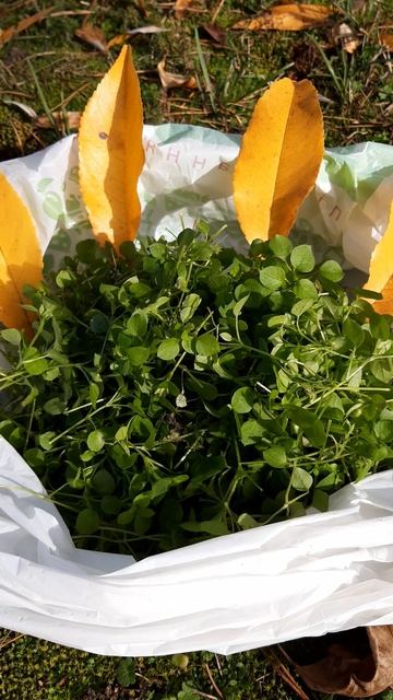 #shorts #мокрица для моих любимых птиц смотреть онлайн