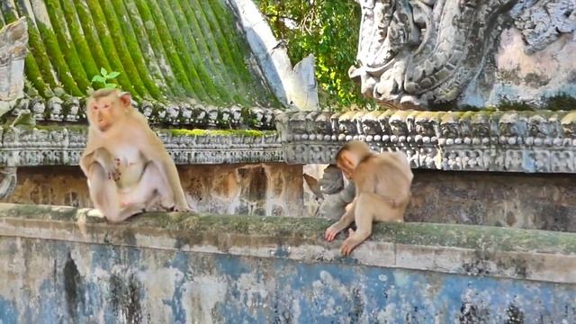 Wow ! Beloved baby monkey ROBERT use hand asks milk from Mom - but Mom ignore care milk for him смотреть онлайн