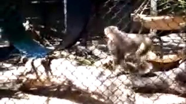 papio hamadryas hamadryas смотреть онлайн