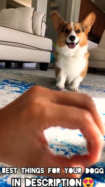She's so smart 🤓😍#shorts #cutedog #cute #funnydog #funny смотреть онлайн