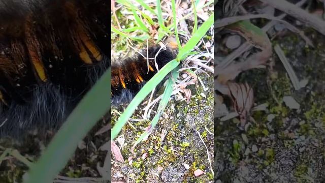 Какая-то мохнатая красивая гусеница /на даче/ Ленобласть/ 1 сентября 2023 г. смотреть онлайн