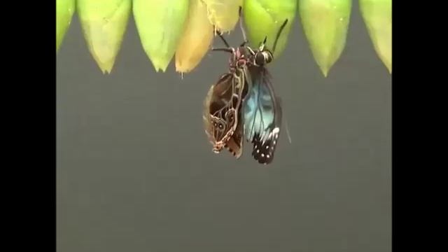 Появление бабочки