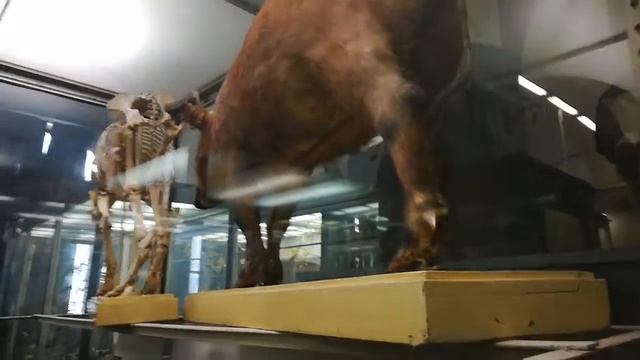 Всё о кистеухой свинье смотреть онлайн