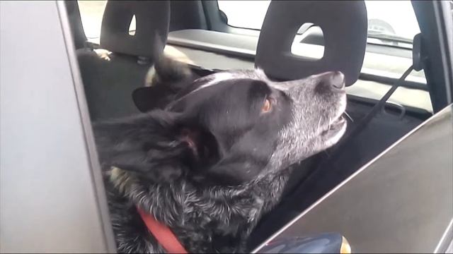 Dingo Goes To Hollywood Extra Short 010 Road Rage In Seattle смотреть онлайн