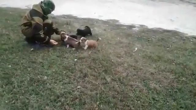Вместо ловли рыбы играли с щенками. смотреть онлайн