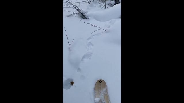 Долго ходил в поисках дичи , наконец-то добыл рябчика😁#hunting #зима смотреть онлайн