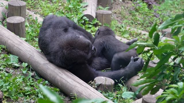 Baby Gorilla Sumomo Plays and Smiles with Brother Riki | Gorilla Haoko Family смотреть онлайн