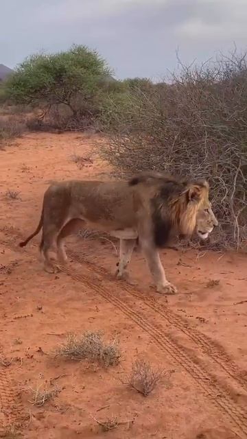 El Rey Leon 🦁 смотреть онлайн