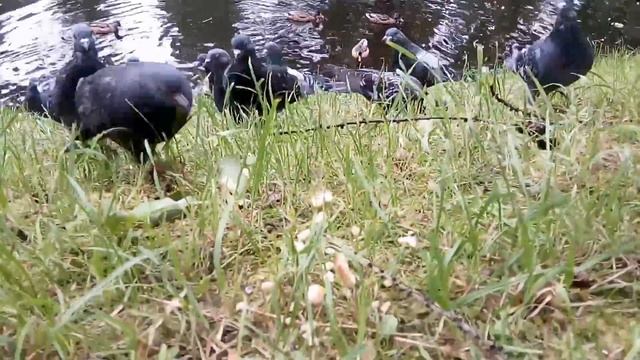 Голуби всю жизнь на халяве... Не работают негры. смотреть онлайн