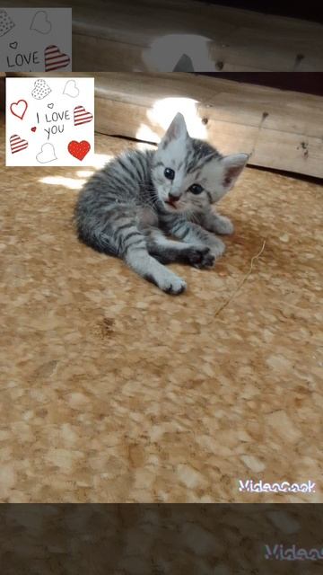 💓милые котята и их мама 💓💓 смотреть онлайн