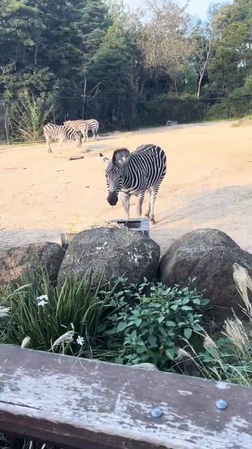 Zebra #australiateluguvlogs #teluguvlogs #telugu #viral #fun #trending #trend смотреть онлайн