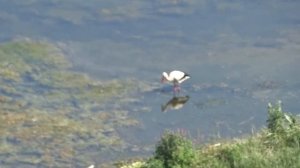 Днестр в районе с Роги 2022. Приднестровье.