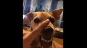 Собака говорит ля ля ля